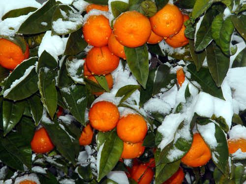 Genoa snowstorm, March 2005
